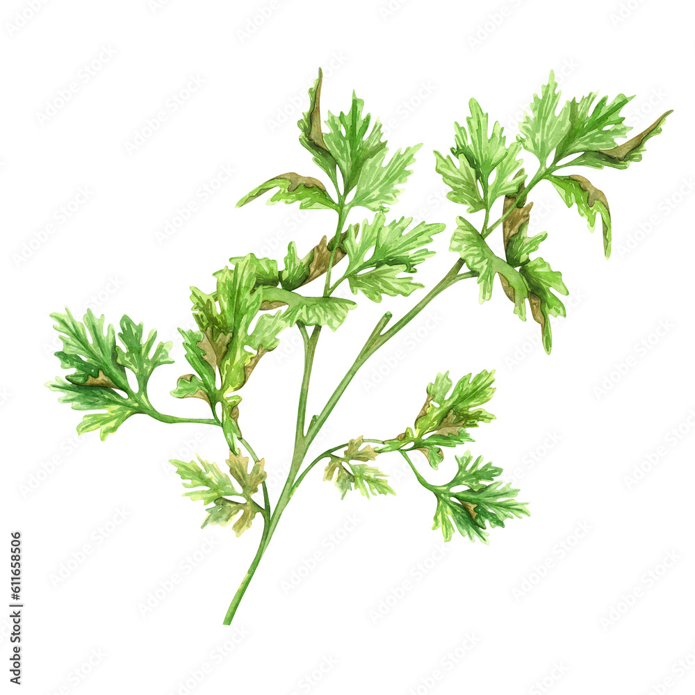 Young green parsley, spices, seasonings, herbs isolated on white background. Watercolor illustration. For product design, packaging, cuisine, ingredients and condiments. Young green parsley, spices, seasonings, herbs isolated on white background. Watercolor illustration. For product design, packaging, cuisine, ingredients and condiments.