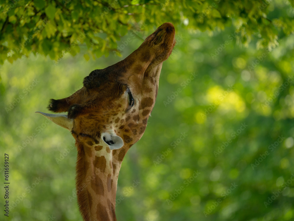 Obraz premium Girafe