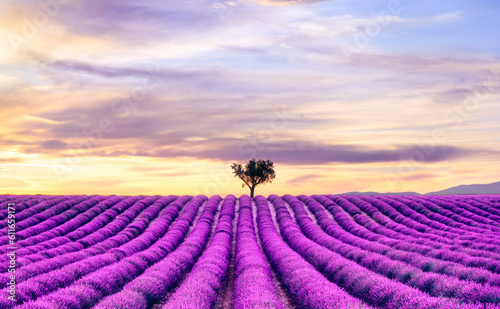 Landscape of a lavender field at sunset in Valensole, Provence, France - Nature travel destination 