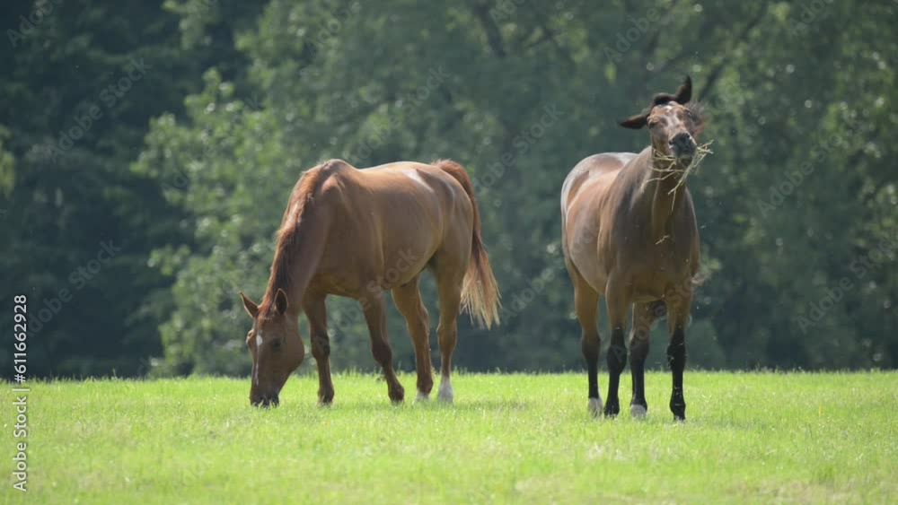 Two brown Oldenburger horses grazing together in a meadow on a pasture in the rural countryside
Two brown Oldenburger horses grazing together in a meadow on a pasture in the rural countryside