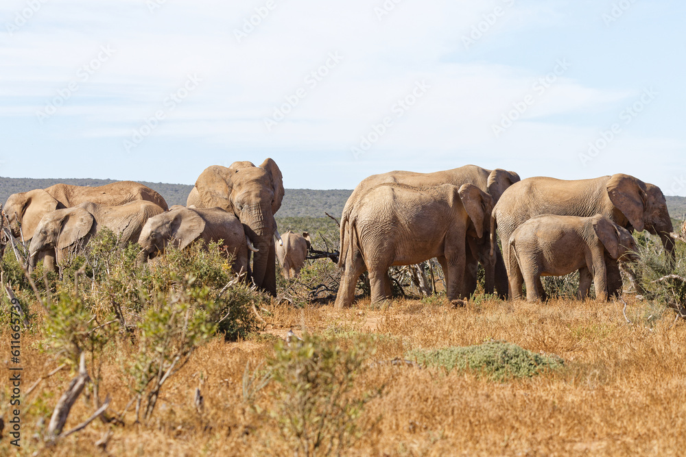 Obraz premium Elefanten im Addo Elephant Park
