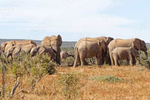 Elefanten im Addo Elephant Park © Willy