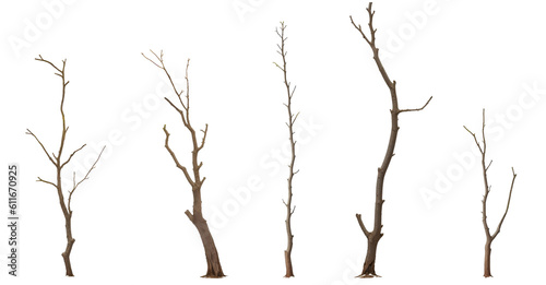 Set of various dead dry tree branch isolated on transparent background. Generative AI	