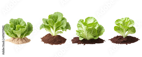 Set of various green cabbage growing in soil isolated on transparent background. Generative AI	