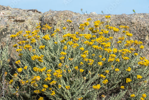 Elicriso, pianta della Sardegna photo