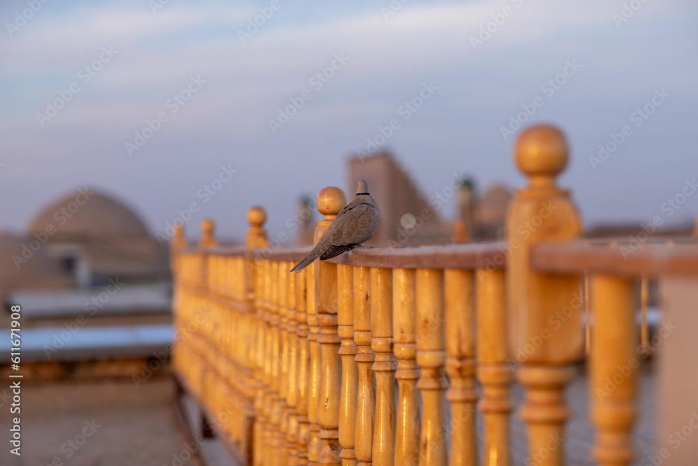 Obraz premium back view of pigeon in khiva
