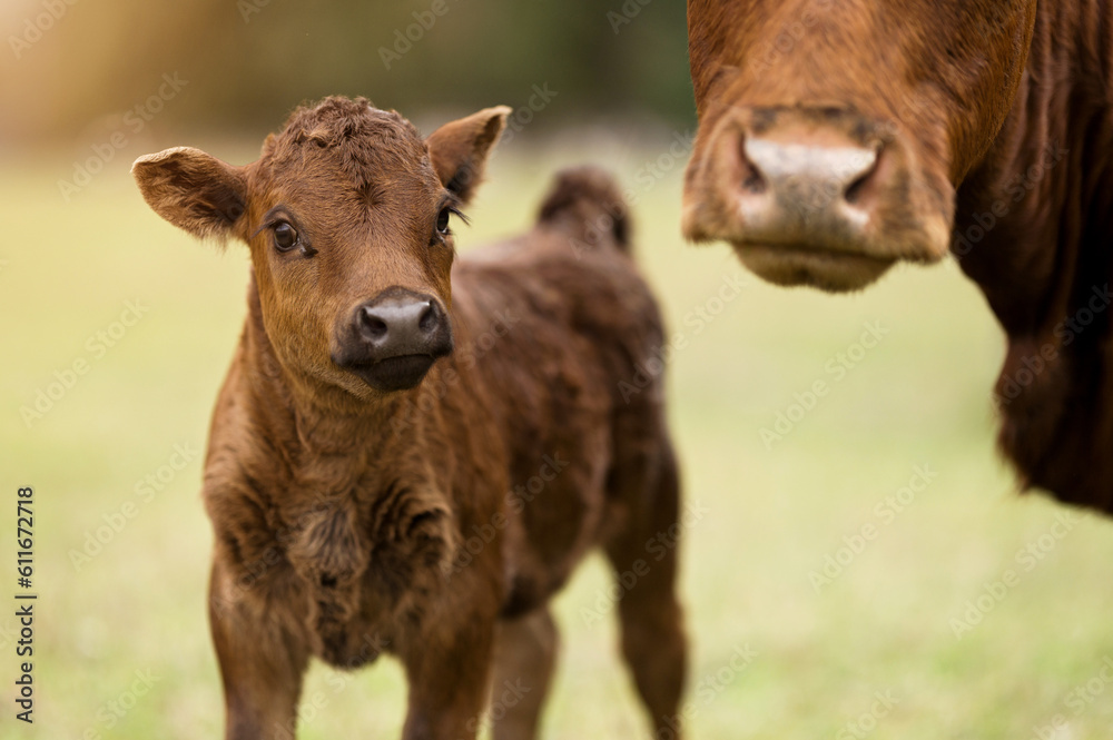 Small calf and cow are grazing in meadow. Evening grazing. Brown cows ...