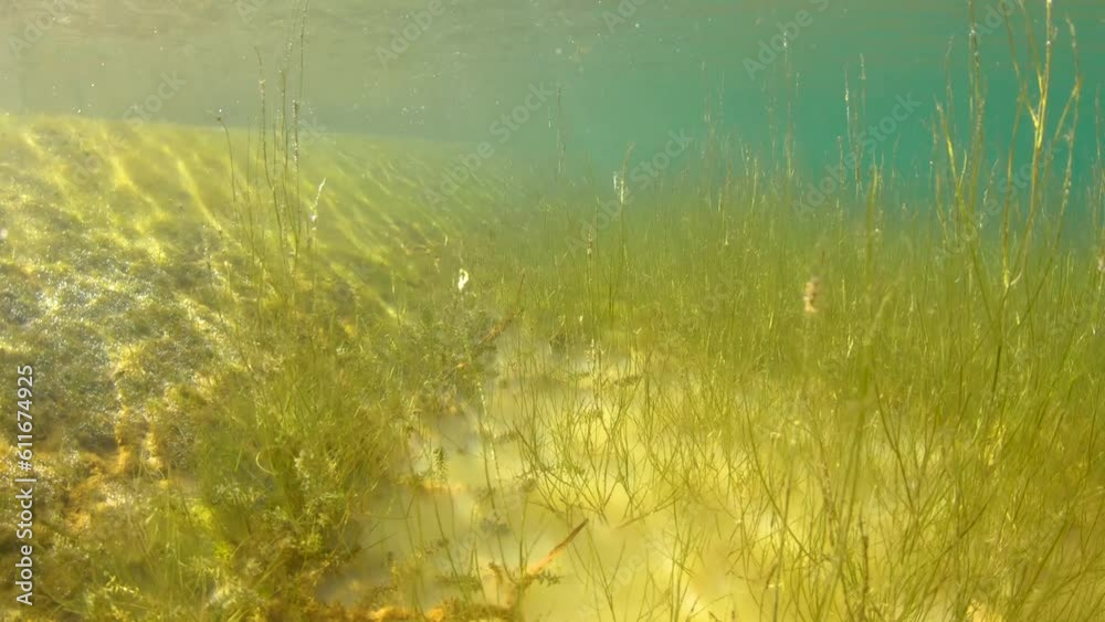 Flora and fauna at bottom of shallow lake in sunlight. Underwater shooting. Flora and fauna at bottom of shallow lake in sunlight. Underwater shooting.
