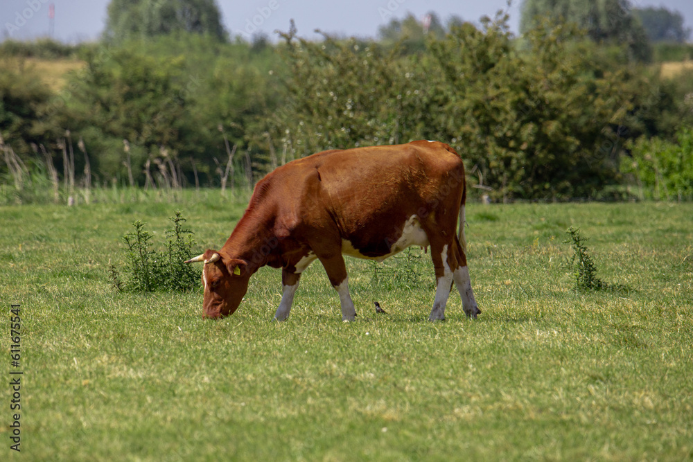 A milk cow grazing in the Dutch meadows. A vital step in the production of the world-famous Dutch cheeses. A milk cow grazing in the Dutch meadows. A vital step in the production of the world-famous Dutch cheeses.