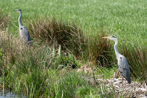 grey heron (Ardea cinerea) in Dutch polder landscape