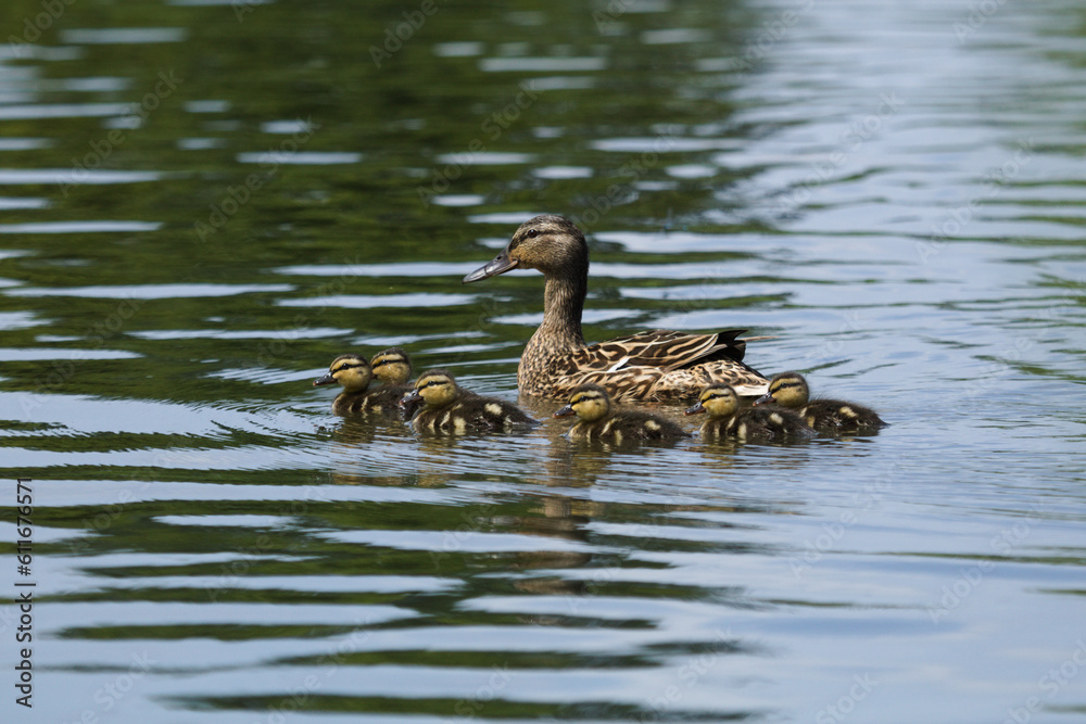 Obraz premium Mallard duck with young birds baby on the lake. The ducklings with the mother duck. The duck takes care of its newborn ducklings. Anas platyrhynchos 