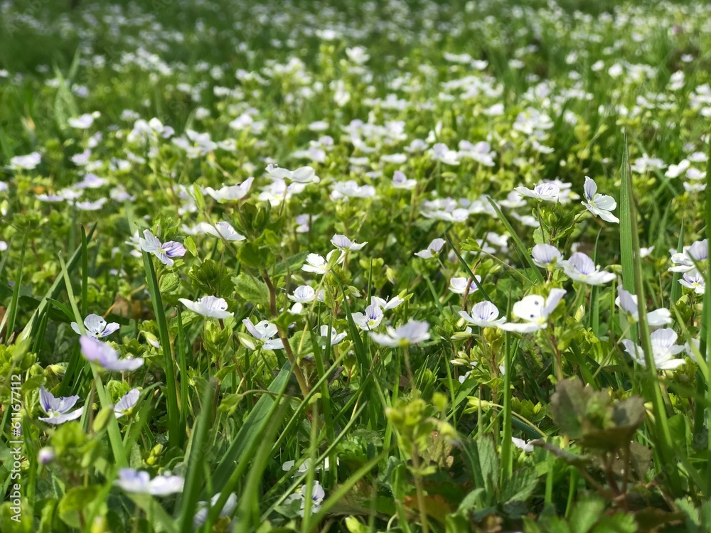 Flowers Flowers