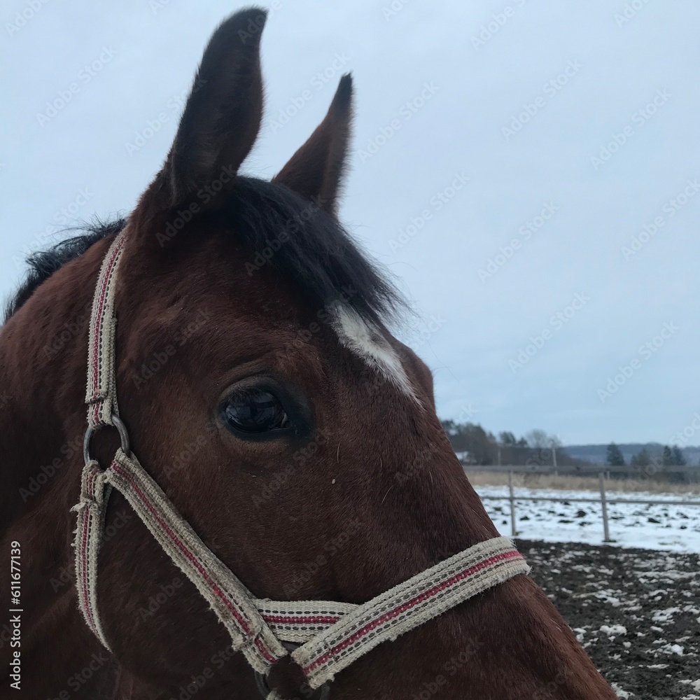 Obraz premium Horse