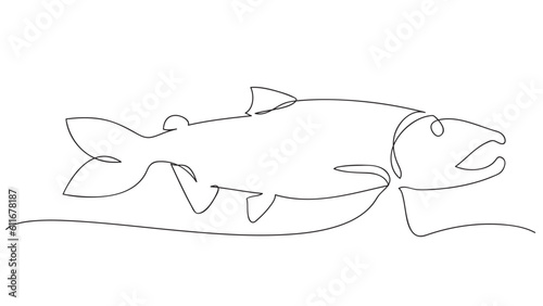 Fototapeta Naklejka Na Ścianę i Meble -  Continuous Line Drawing of salmon.vector illustration