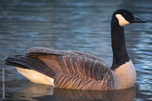 Goose Swimming in the Water
