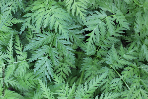 Openwork chervil.