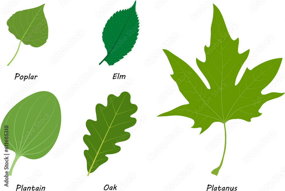 simple-leaf-definition-parts-characteristics-and-examples