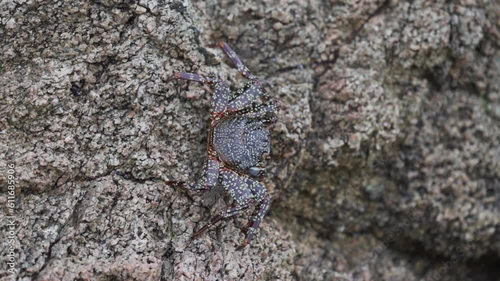 colorful crab crawling over rock surface in Paracas, Peru. colorful crab crawling over rock surface in Paracas, Peru.