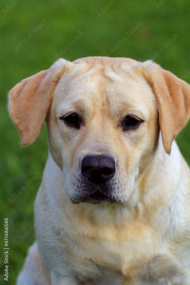 Yellow Labrador Retriever Puppy Tilting Head on natural background