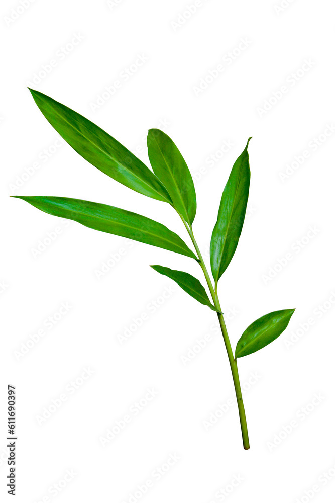 Green leaves of white ginger (Hedychium coronarium), tropical forest plant isolated on transparent background. PNG transparency