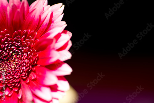 It is a close-up photograph of a gerbera flower.