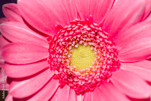 It is a close-up photograph of a gerbera flower.