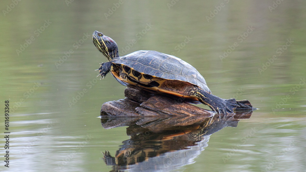Fototapeta premium turtle in the pond