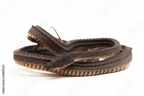 The dragon snake, Javan tubercle snake, Javan mudsnake, or rough-backed litter snake Xenodermus javanicus isolated on white background