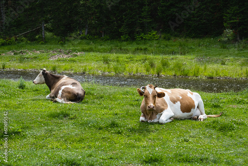 Cows herd grazing in meadow by stream.