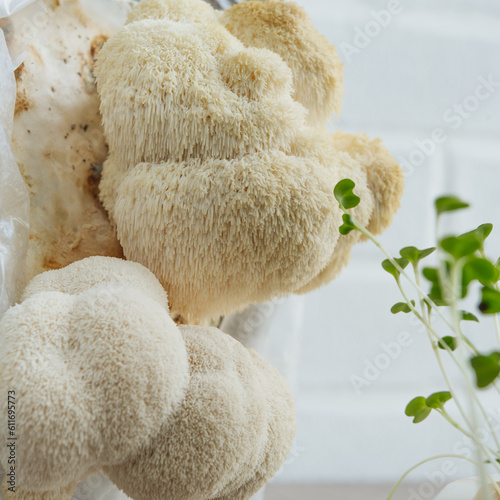 Hericium erinaceus mushrooms cultivated at kitchen at home