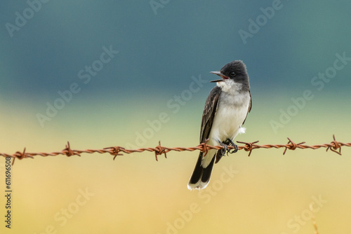 Eastern Kingbird Singing Perched on Wire photo