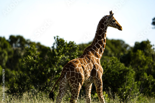 giraffe in the wild