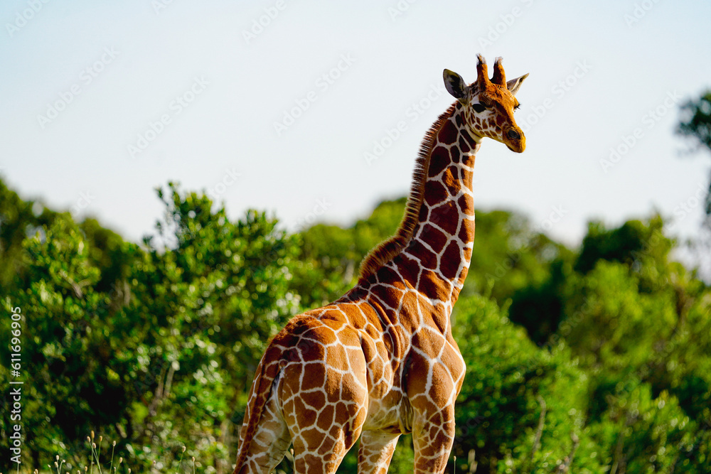 Fototapeta premium giraffe in the wild