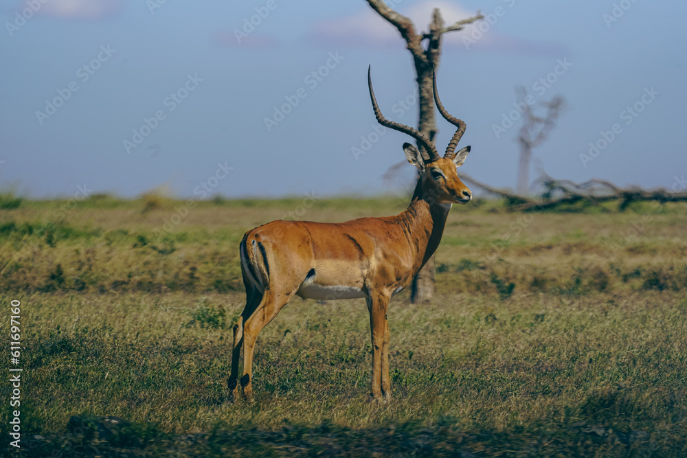 Naklejka premium Impala in Kenya 