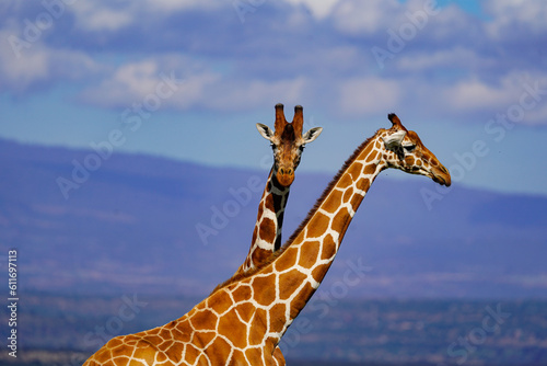 Photography giraffe in the wild