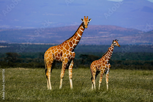 giraffe in the wild