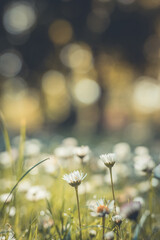 Relaxing soft focus sunset field landscape of yellow flowers grass meadow warm golden hour sunset sunrise. Tranquil spring summer nature closeup and blurred forest background. Idyllic floral bloom