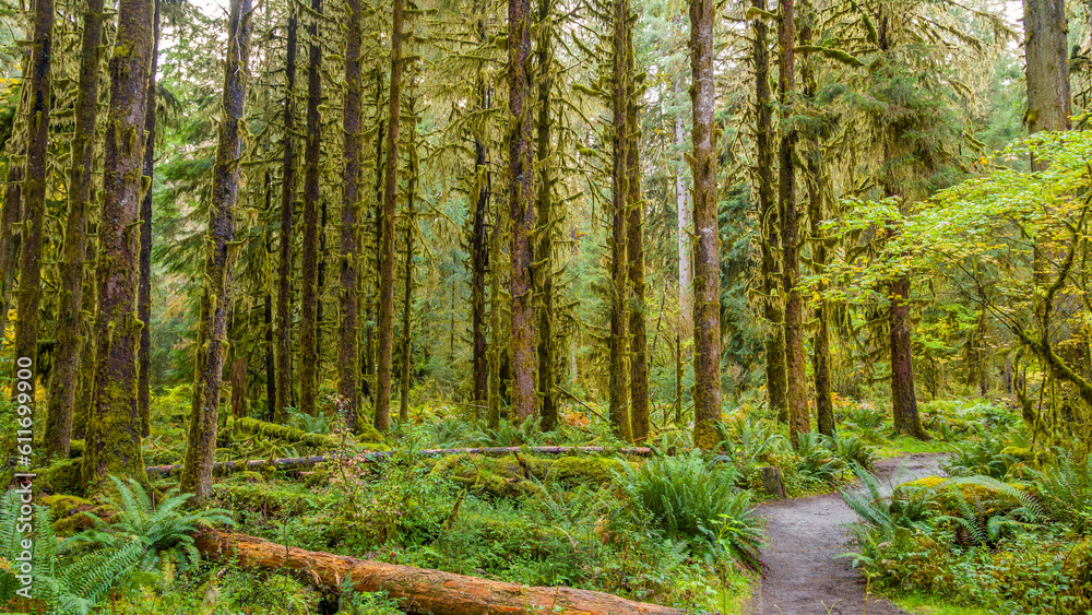 Fototapeta premium Rainforest with lots of trees covered with moss. Hoh Rain Forest, Olympic National Park, Washington state, USA