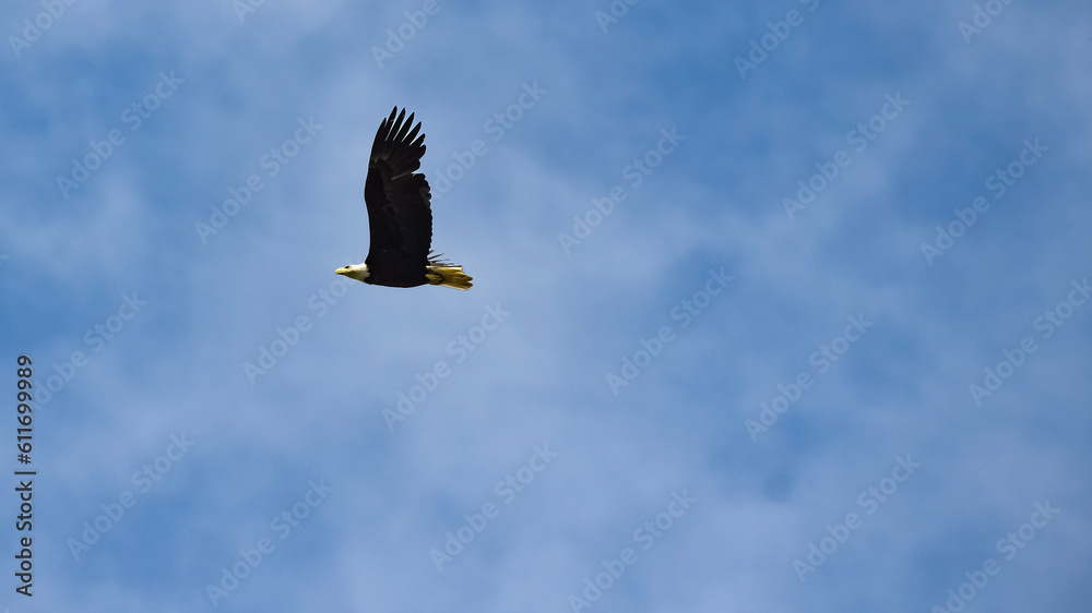 Obraz premium eagle in flight