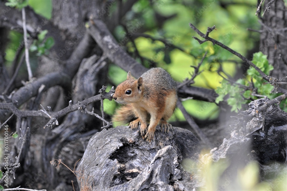Obraz premium Caucasian squirrel 