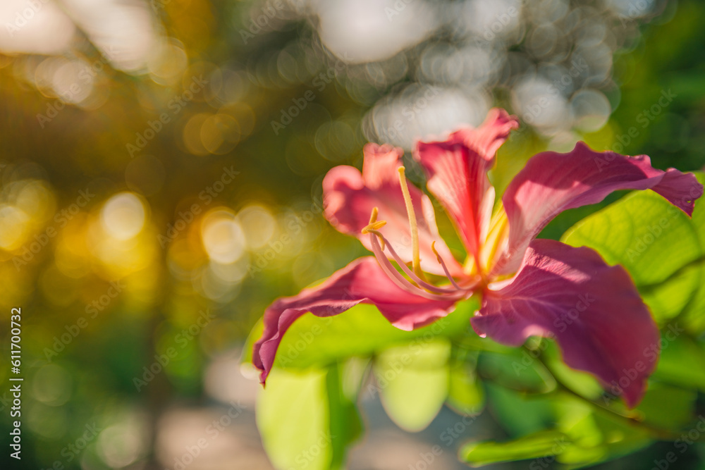 Bright serene blurred tropical leaves and colorful exotic blooming lily flower on vivid foliage nature background. Tranquil summer nature closeup floral bloom petals background. Idyllic nature