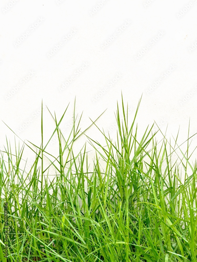 Fototapeta premium green grass isolated on white