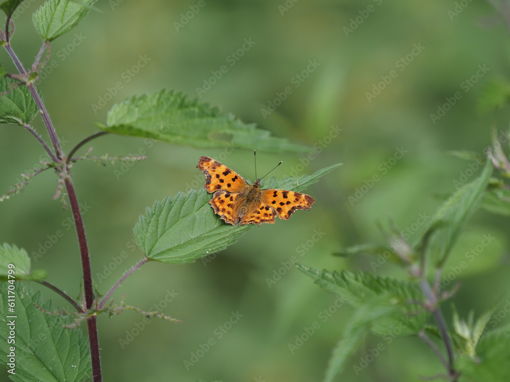 Obraz premium C-Falter