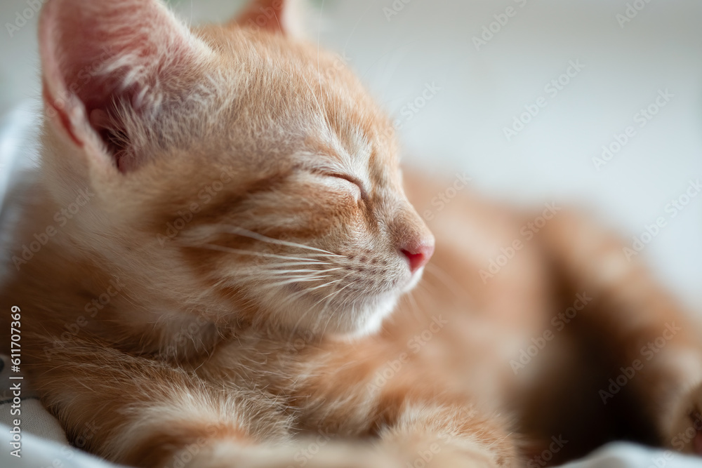 Portrait of little adorable red kitten Portrait of little adorable red kitten