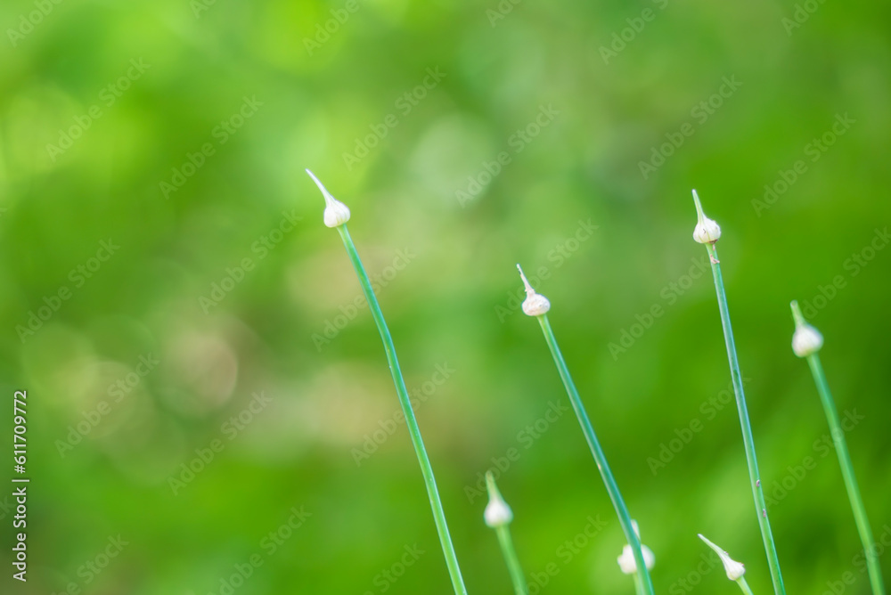 Fototapeta premium 野原に細長く伸びる、その名もノビル