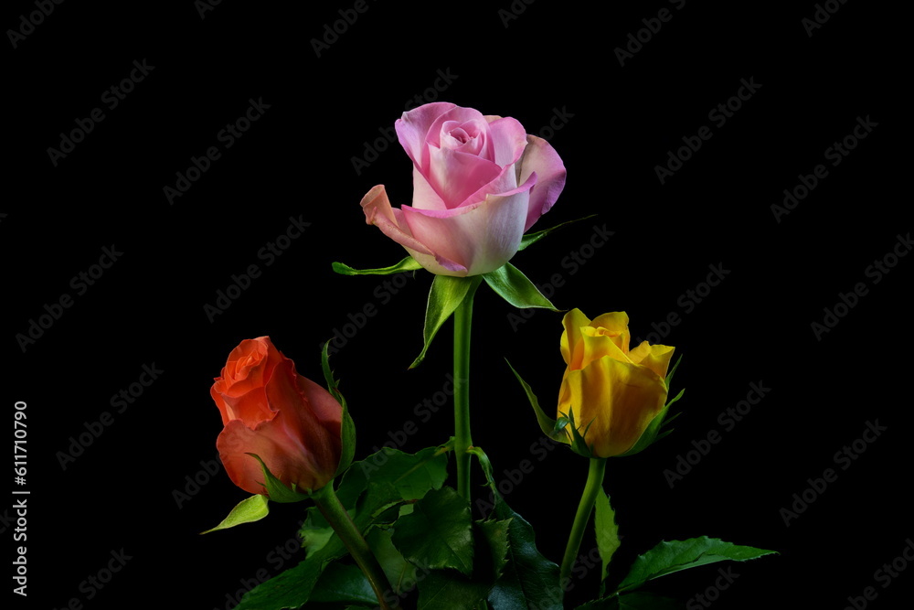 Beautiful Bouquet of roses and flowers, used for love and passion and wedding bells. Shot on a reflective surface in a studio with a dark black background.Beautiful Vintage, stacked on top Beautiful Bouquet of roses and flowers, used for love and passion and wedding bells. Shot on a reflective surface in a studio with a dark black background.Beautiful Vintage, stacked on top