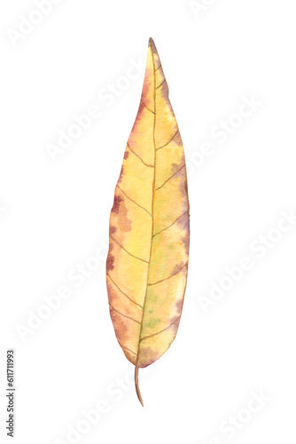 Autumn yellow willow leaf on a white background. Hand-drawn watercolor illustration. Realistic thin long leaf.