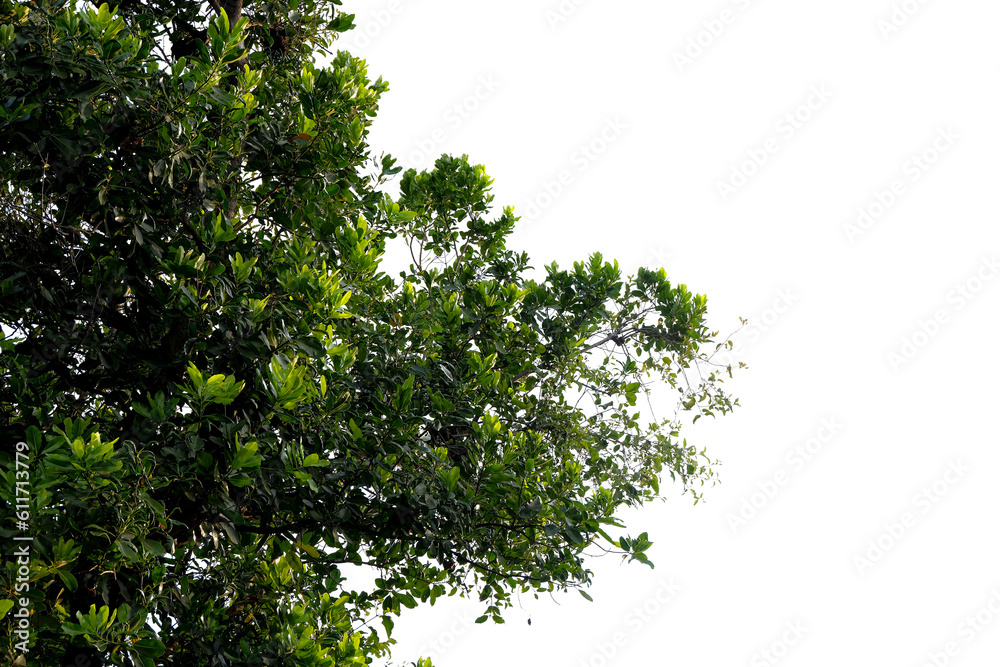 Fototapeta premium green leaves remove background
