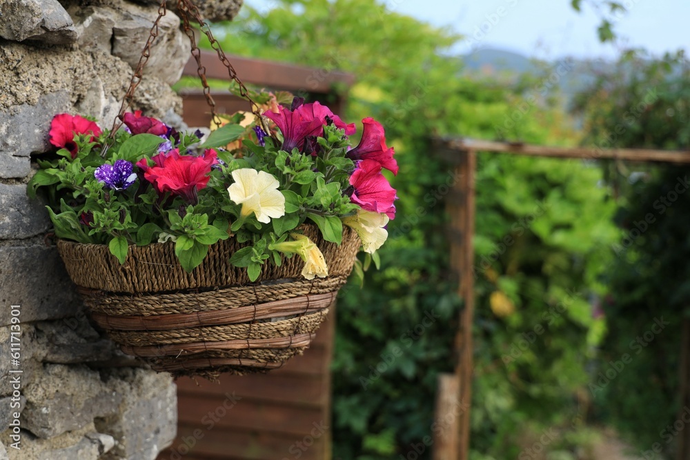 Hanging basket featuring Begonia, Petunia and Verbena flowers in bloom