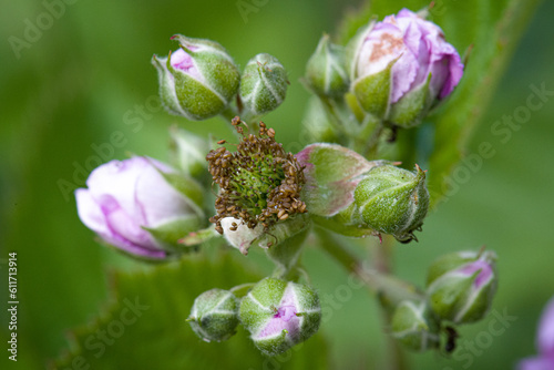 Foto fleur de murier
